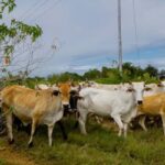 Comerciantes de La Guaira advierten que suspensión de vuelos internacionales retrasa llegada de mercancías.