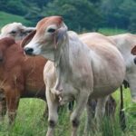 Pescadores venezolanos pese a la amenaza de EE.UU. salen a diario a la faena.