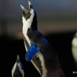 Gobierno de Colombia y el Clan del Golfo contribuirá al fin del conflicto armado entre las partes y a la reducción del narcotráfico.