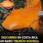 La belleza requiere sacrificios de la osteoartritis.