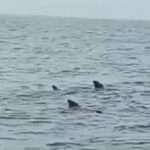 Alcaldía de Maracaibo activa en la limpieza de cañadas ante la llegada de las lluvias.