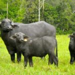 Consolidan producción de semilla certificada «La Apureña» para el sector agrícola.