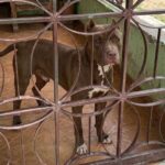 Tragedia en Shanxi: Explosión minera en China deja al menos al menos 82 fallecidos.