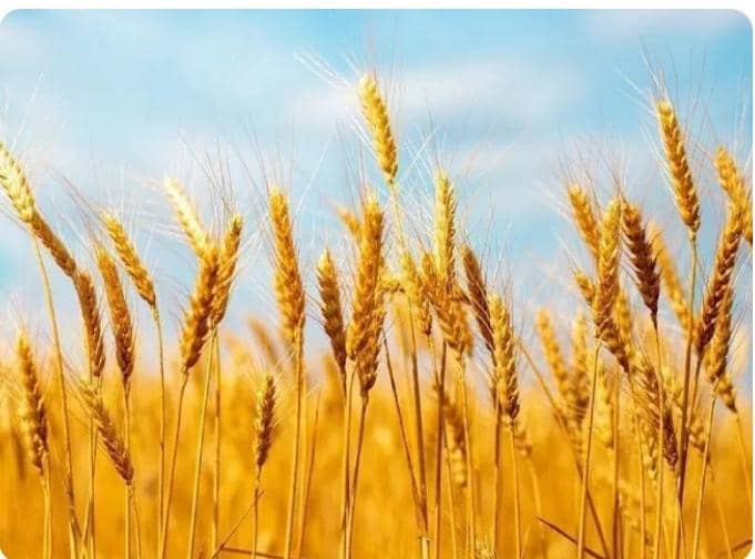 Expertos rusos crean un tratamiento natural para duplicar la cosecha de trigo.